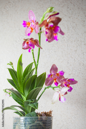 beautiful orchid in  pot on window