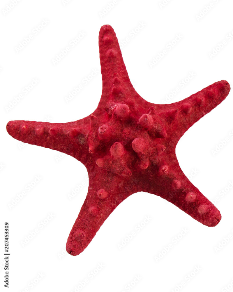 Sea star isolated on white background. Sea star isolated on white background.