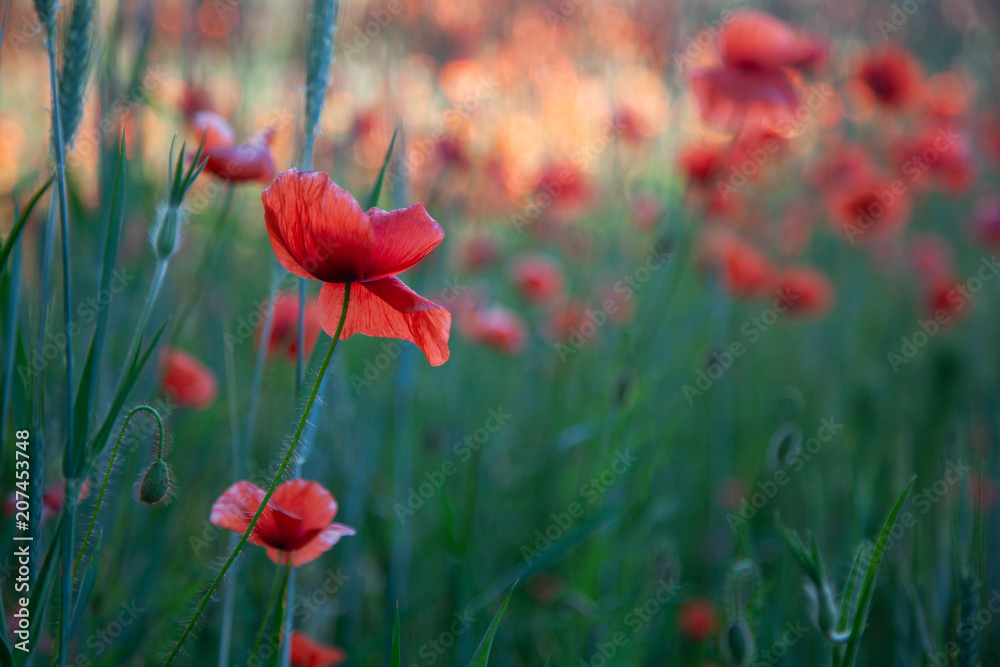 Naklejka premium Field of red poppies in bright evening light