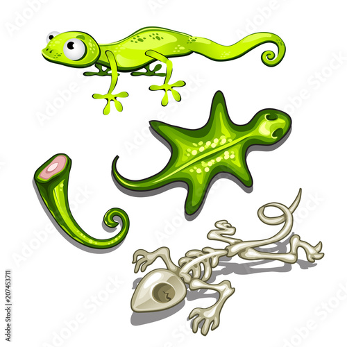 The set of objects on the subject of lizards isolated on white background. Vector illustration.