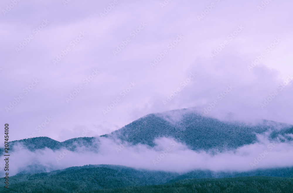 Photo depicting a backdrop foggy mystic pine tree woods in the mountains.
