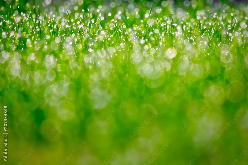 Early Morning Dew Early Morning Dew