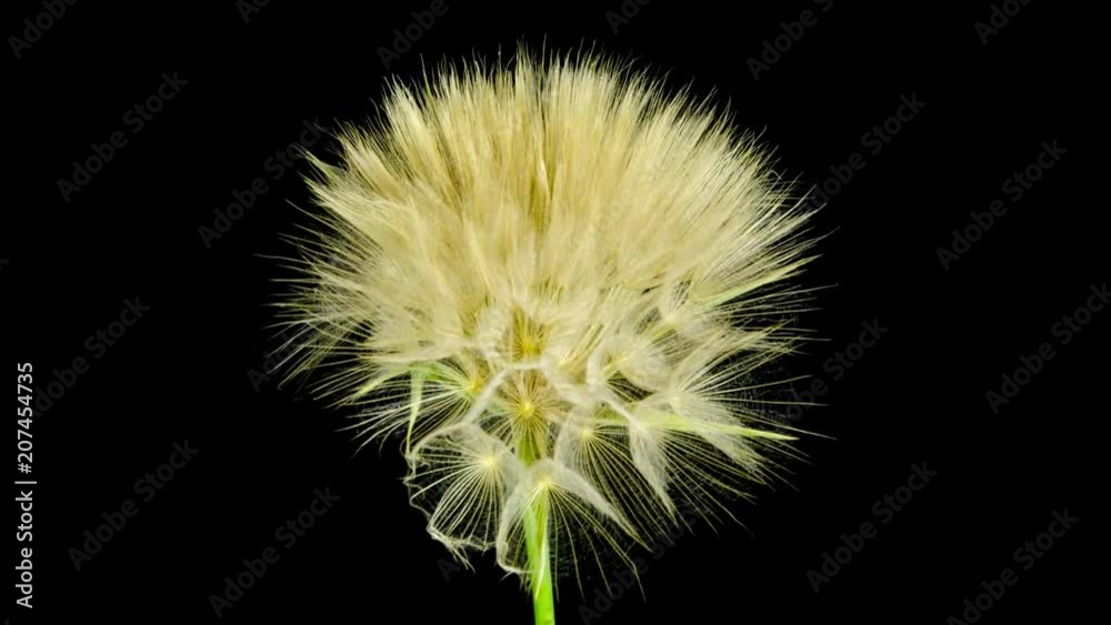 Diente de león flores abriéndose