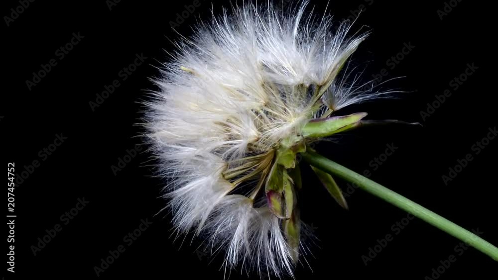 Diente de león flores abriéndose