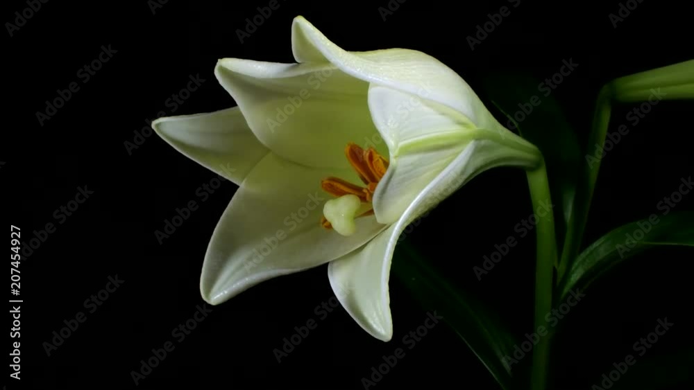 Lillium flores abriéndose