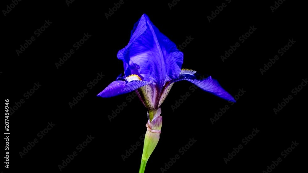 Lirio flores abriéndose