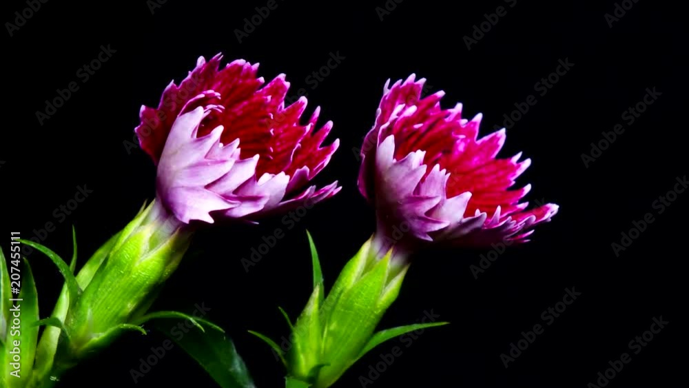 Claveles flores abriéndose