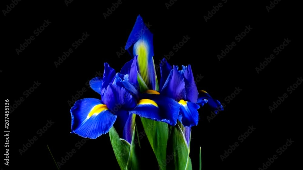 Iris flores abriéndose