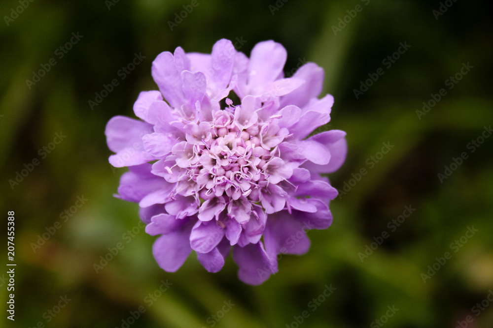 fleur mauve fleur mauve