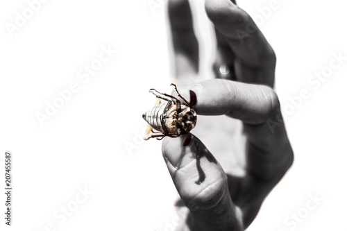 hand hold a beetle