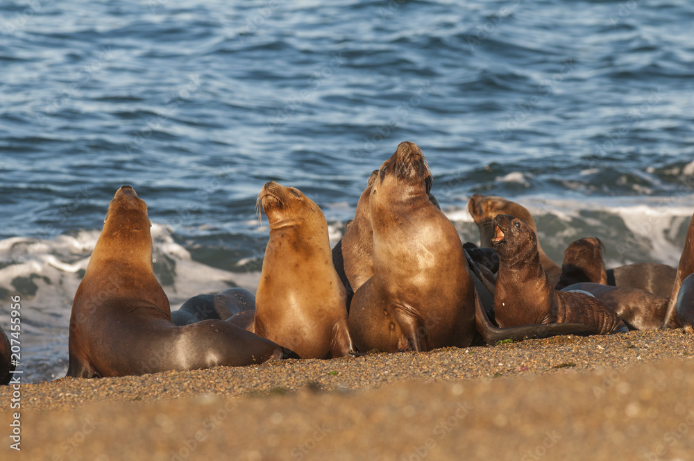 Fototapeta premium Matka i dziecko lew morski, Patagonia