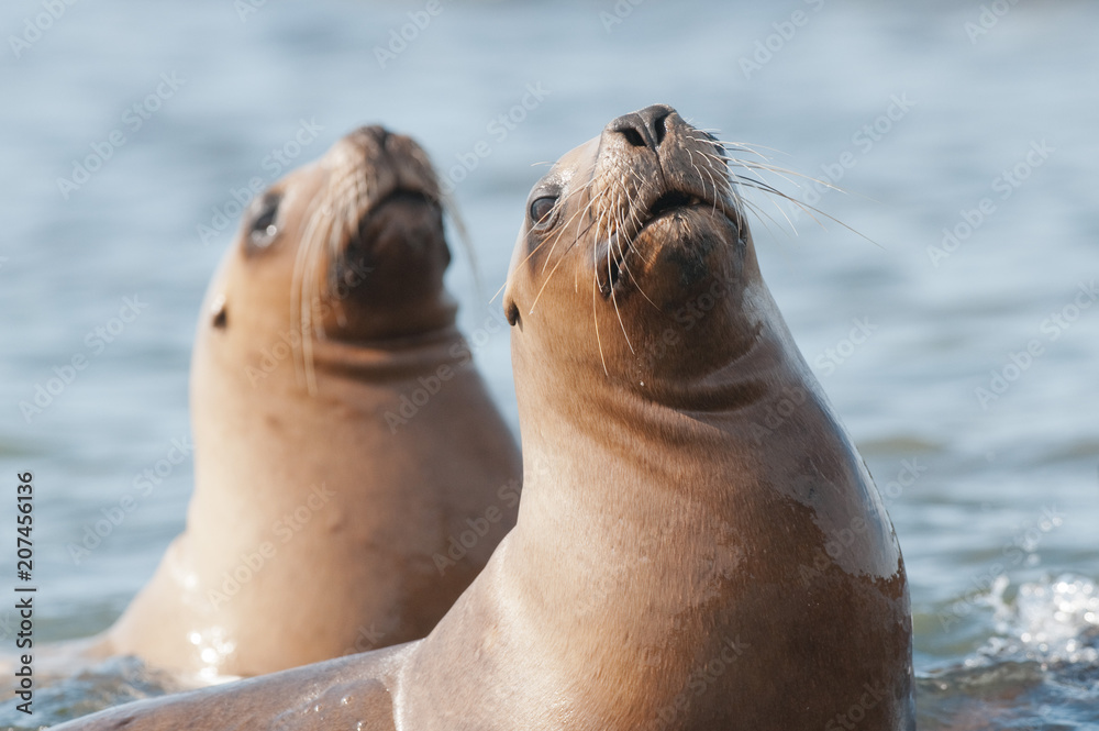 Obraz premium Matka i dziecko lew morski, Patagonia