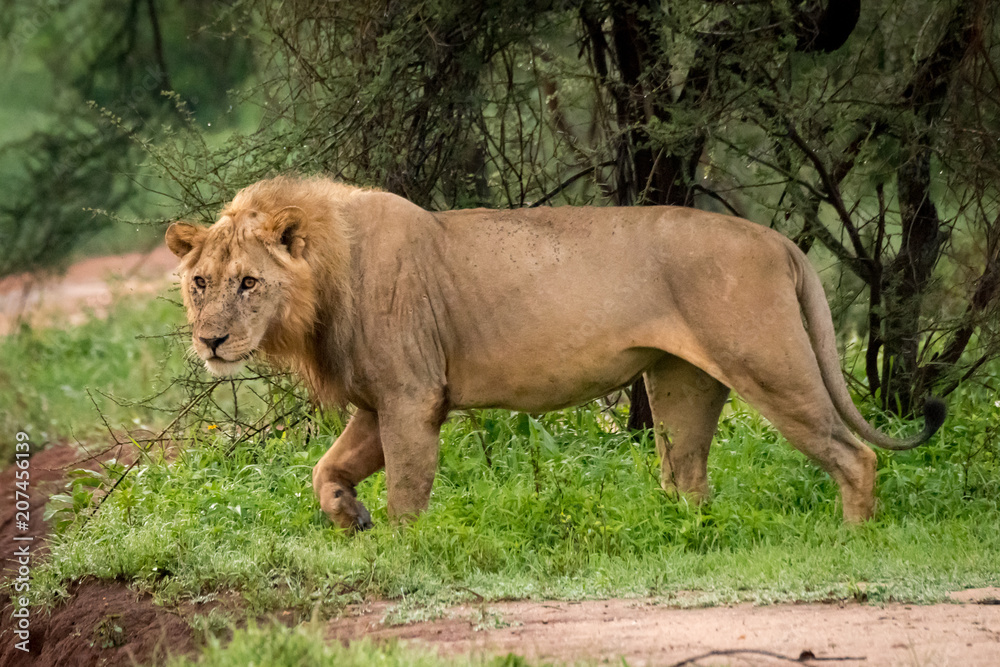Male lion walks through trees towards road Male lion walks through trees towards road