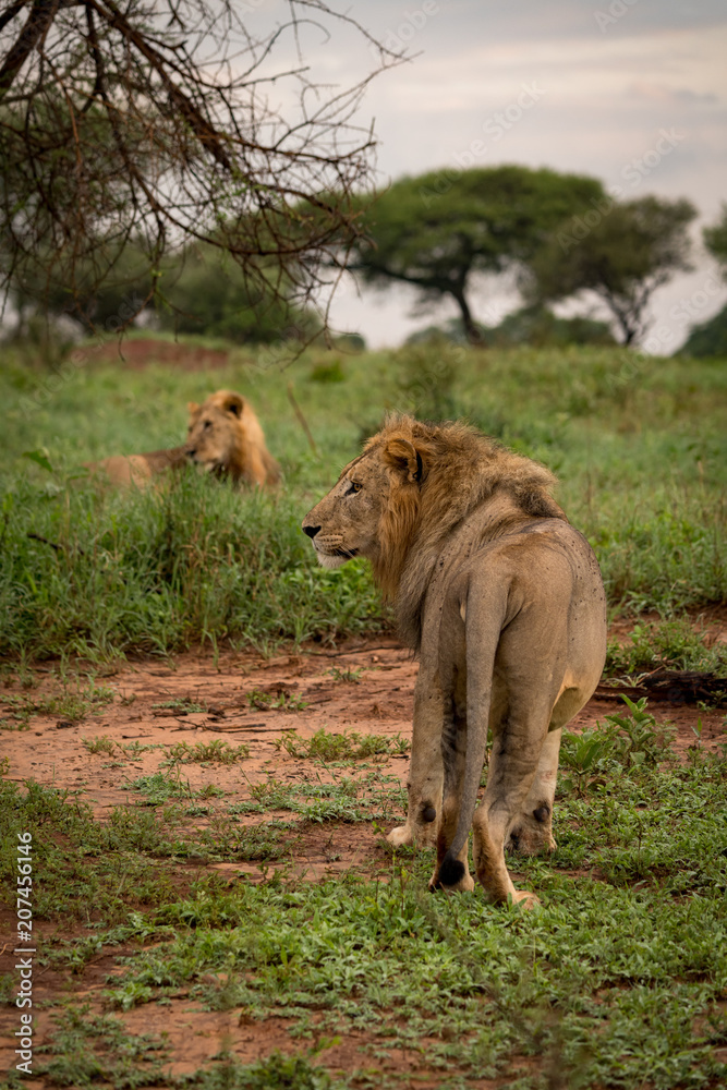 Male lion stands in meadow beside another Male lion stands in meadow beside another