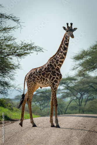 Masai giraffe crosses dirt road among trees