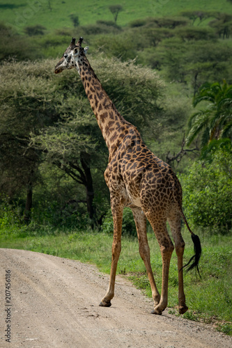 Masai giraffe crosses dirt road beside trees