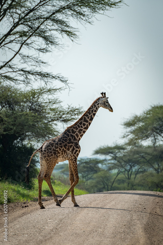 Masai giraffe crosses road lined by trees