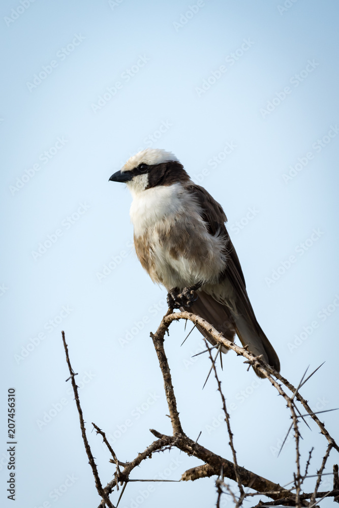 Fototapeta premium Northern white-crowned shrike looking left on branch