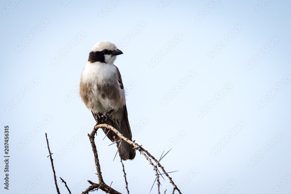 Northern white-crowned shrike looking right on branch Northern white-crowned shrike looking right on branch