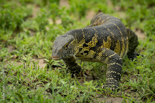 Monitor lizard crawls towards camera through grass