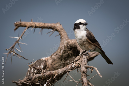Northern white-crowned shrike turns head on branch