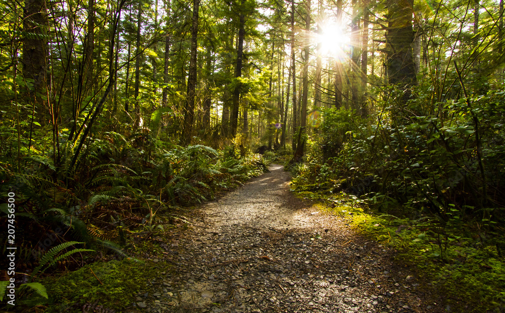 Fototapeta premium Rainforest Pathway