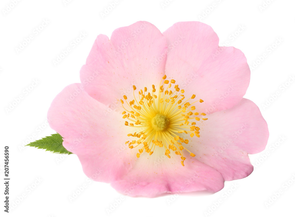 Dogrose flower with green leaf isolated on white background Dogrose flower with green leaf isolated on white background