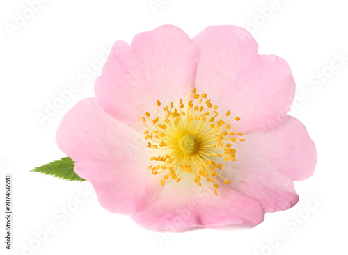 Dogrose flower with green leaf isolated on white background