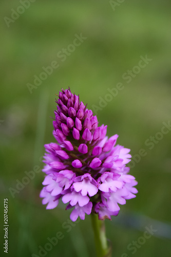 fleur mauve, montagnes