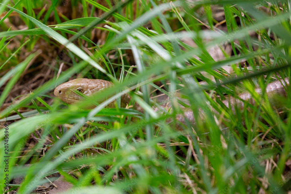 Obraz premium a snake in the grass