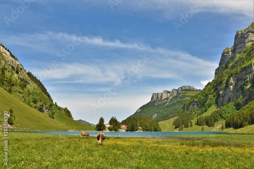 cows in a meadow near a mountain lake