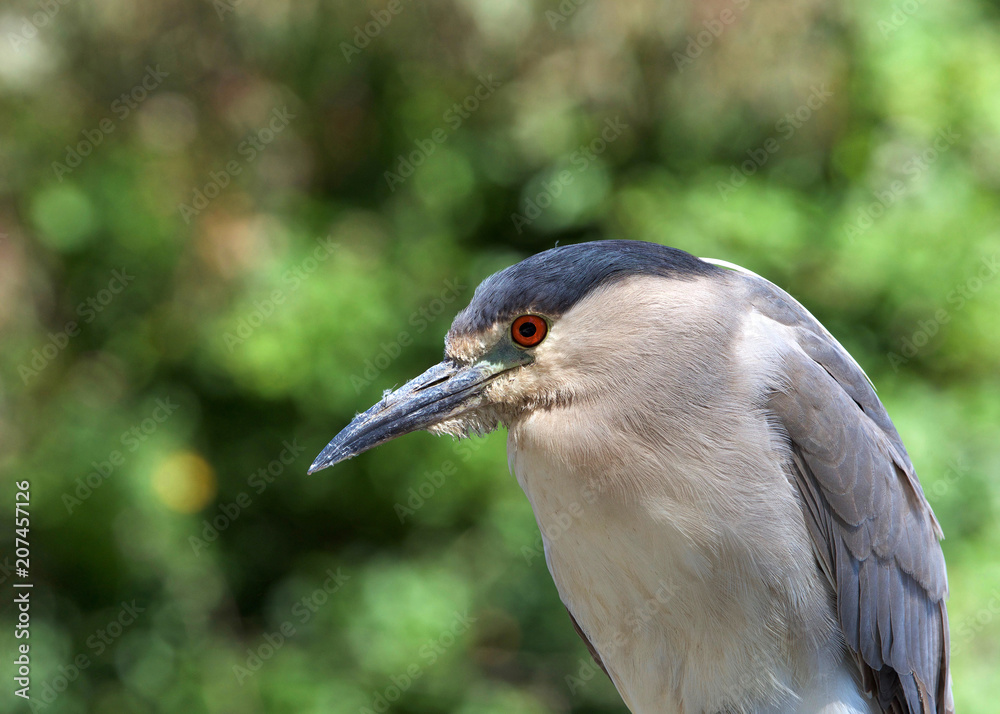 Portrait of an adult Black Crowned Night Heron with copy space. Portrait of an adult Black Crowned Night Heron with copy space.