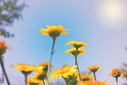 stems and inflorescence of a yellow flower close-up on a colored background with gradients