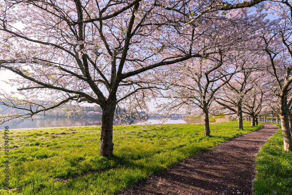 Obraz premium 快晴の朝に平筒沼に咲く桜並木