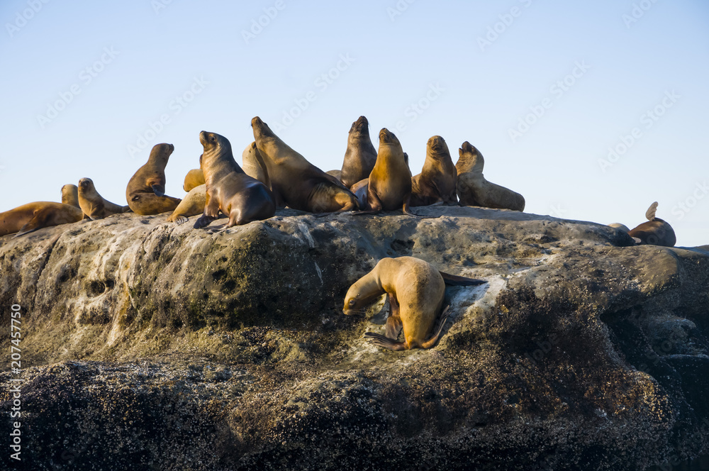 Obraz premium Matka i dziecko lew morski, Patagonia