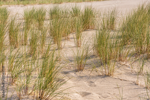 Ostseestrand mit Strandgras
