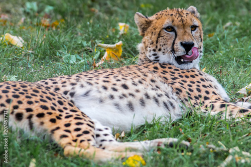 A cheetah lazes on the grass, licking her lips