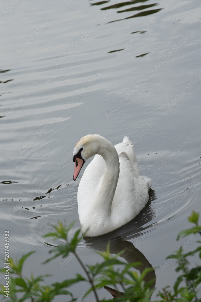 Obraz premium Łabędź