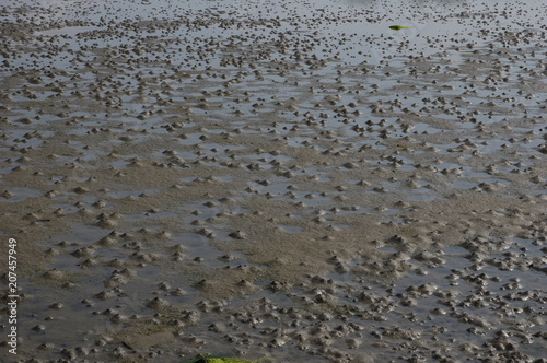 Wattwurmhäufchen auf Ostseehaffboden photo