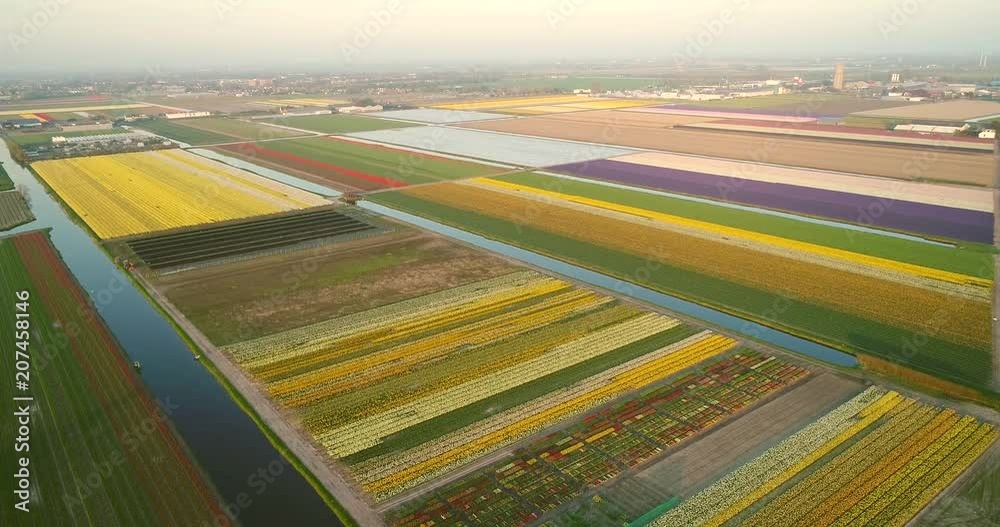 Aerial view of rows of beautiful tulip flowers in Keukenhof botanical garden in Lisse, Netherlands. Aerial view of rows of beautiful tulip flowers in Keukenhof botanical garden in Lisse, Netherlands.