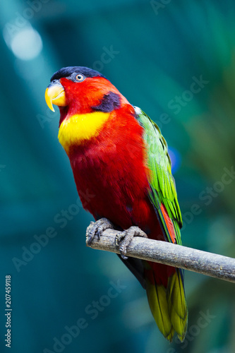 beautiful parrot on tree