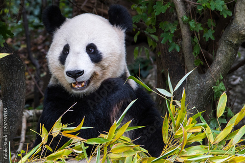 A female panda sits eating bamboo