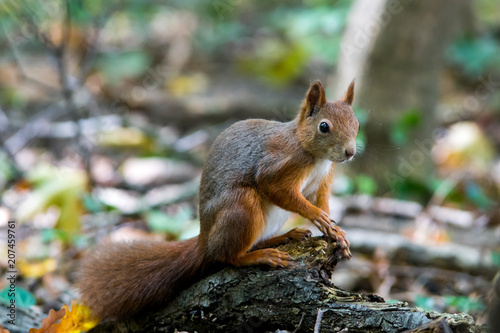 A fluffy red squirrel poses on a log on the ground.