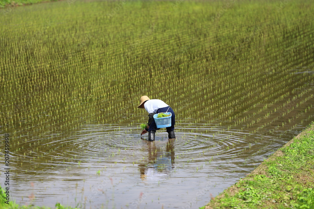 日本の田植え 日本の田植え
