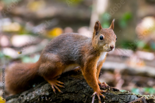 An Eurasian red squirrel posing on a decaying log in fallen leaves. The whiskers and large eyes of the squirrel can clearly be seen.