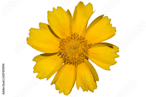 Coreopsis yellow flower in the wind isolated on white