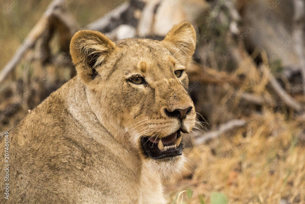 Obraz premium lioness