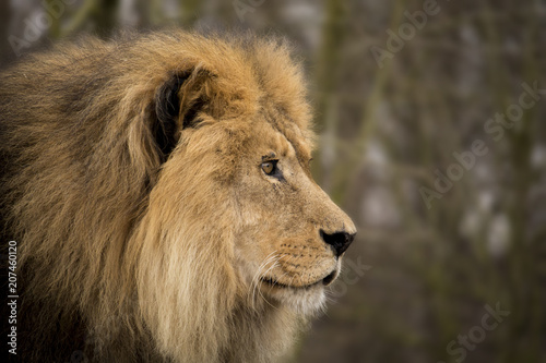 lion