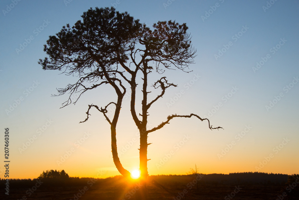 Pinus sylvestris - My sunrise tree