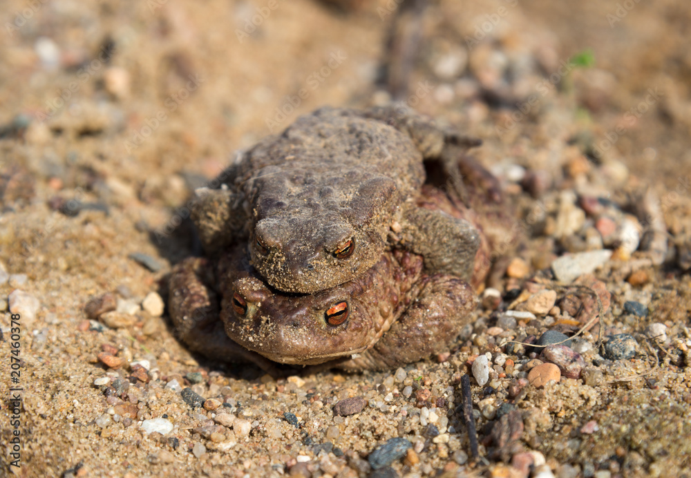 Fototapeta premium Coupling frogs on sand-gravel path 
